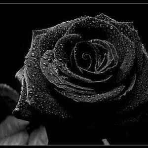 Meet your Posher, Ana